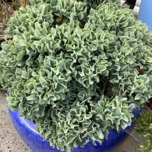 Jade plant in a blue pot with crinkly clusters of leaves.