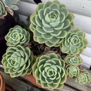 Close-up of rosettes