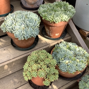 A group of succulents in terracotta pots.