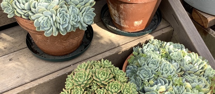 A group of succulents in terracotta pots.