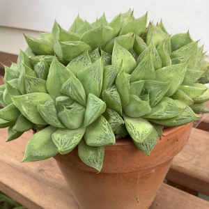 Cactus in a terracotta pot with club shaped leaves