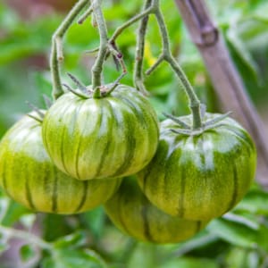 A cluster of four striped green tomatoes on the vine.