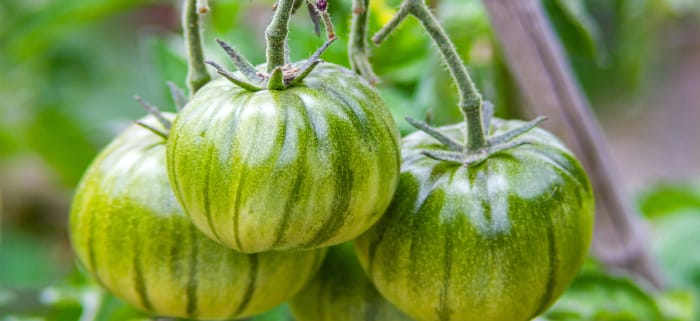 A cluster of four striped green tomatoes on the vine.