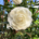Close up of a white camelia