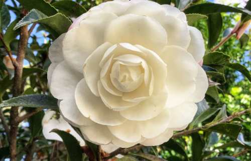 Close up of a white camelia