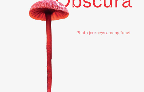 Book cover: white background with a long stemmed red mushroom. Funga Obscura: Photo journeys among fungi by Alison Pouliot