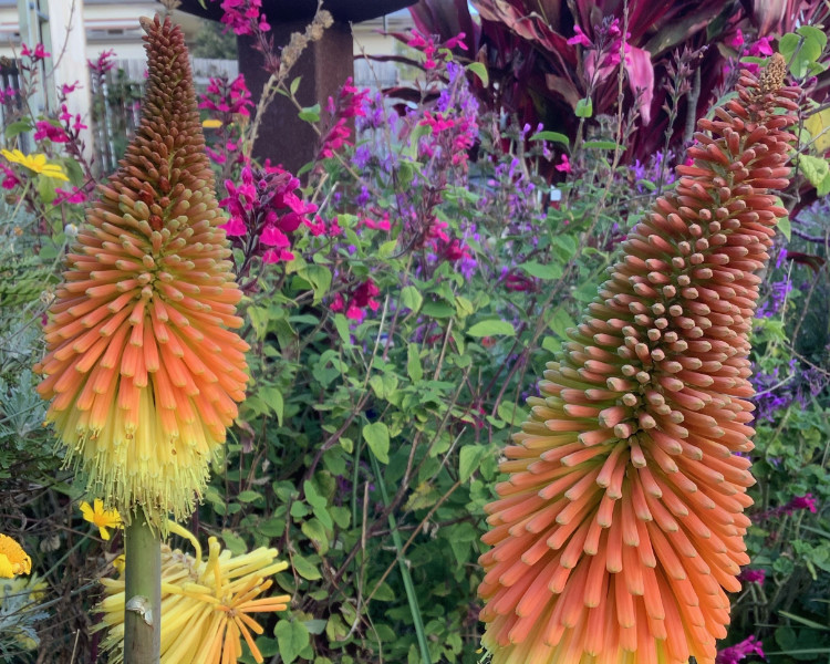 Close up of long poker shaped flowers shading from yellow to bright orange with pink-purple flowers in the background.
