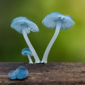 Delicate blue mushrooms growing out of wood.