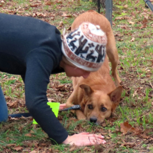 Person and dog kneeling on the ground.