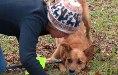 Person and dog kneeling on the ground.