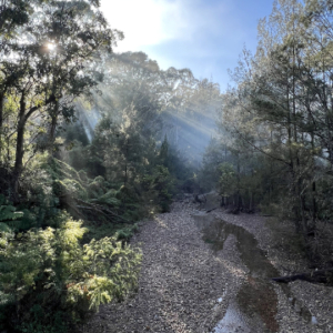 Photo of Dignams Creek flowing though forest.