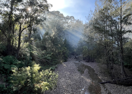 Photo of Dignams Creek flowing though forest.