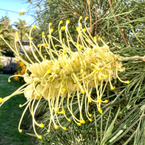 Close up of a yellow grevillea bloom