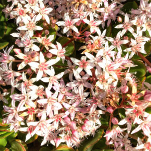 Close up of pink jade flowers.