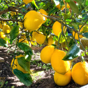Close up of lemons ripe on the tree.