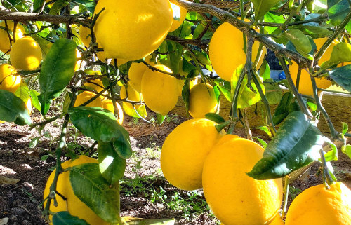 Close up of lemons ripe on the tree.