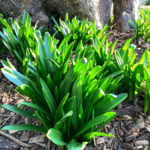 Leaves of bulbs just coming up