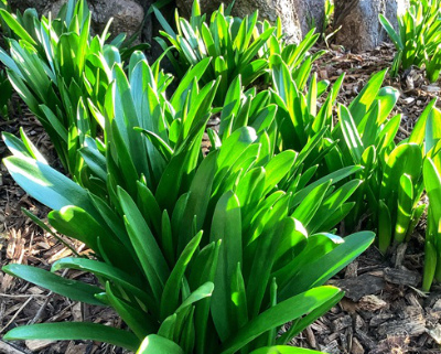 Leaves of bulbs just coming up