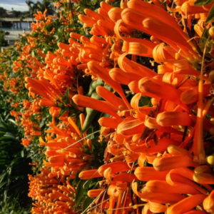 Bright orange flowers