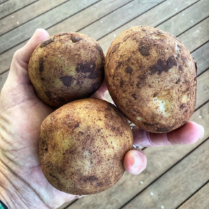 Hand holding three potatoes