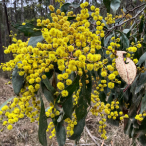 Close up of a wattle's yellow flowers