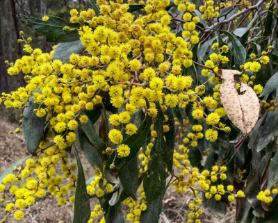 Close up of a wattle's yellow flowers