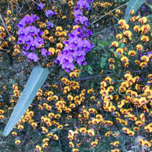 Purple flowers with massed yellow flowers