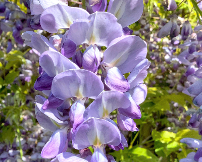 Close up of purple wisteria flower