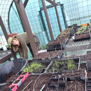 Woman in a green house with seedlings in flats