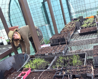 Woman in a green house with seedlings in flats