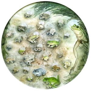 Collage of different kinds of frogs