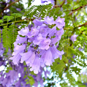 Close up of a purple jacaranda flower