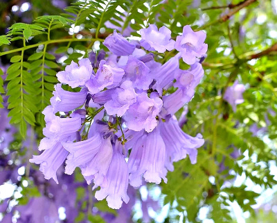 Close up of a purple jacaranda flower