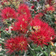 Branch full of red flowers