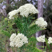 White flowerheads
