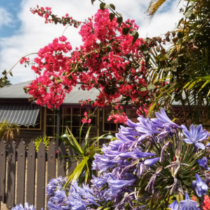 Bright fuscia coloured bouganvillea and purple agapanthus flowers