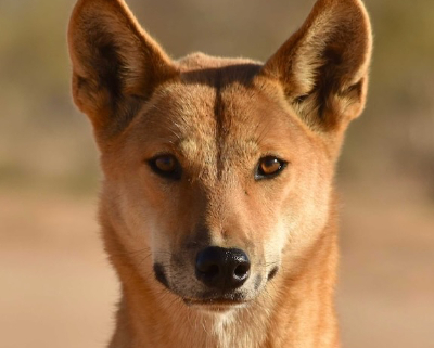 Australian dingo looking straight into the camera.