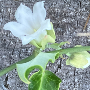 Close-up of white moth vine flower