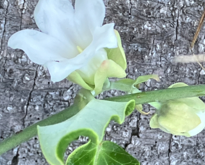 Close-up of white moth vine flower