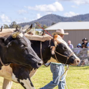 Yoked bullocks with their handler.