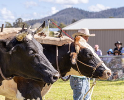 Yoked bullocks with their handler.