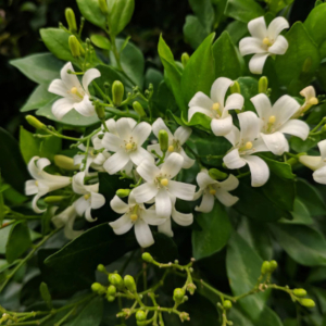 Close up of a cluster fo small white flowers
