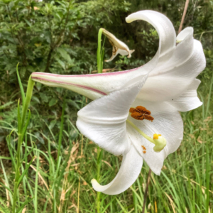 Close-up of the flower of a white lily.