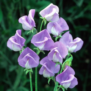 Purple sweet pea flowers