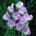 Purple sweet pea flowers