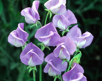 Purple sweet pea flowers
