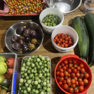 A spread of tomatoes in various bowls and pans ready to preserve.
