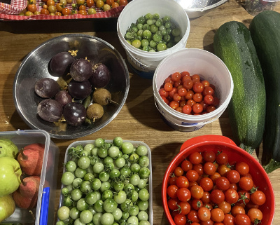 A spread of tomatoes in various bowls and pans ready to preserve.