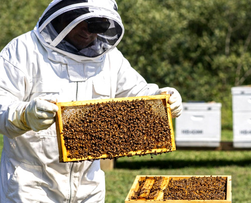 Bee keeper in full bee suit holding a frame from the hive
