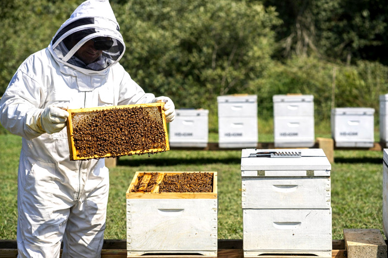 Man in a bee suit with hives.